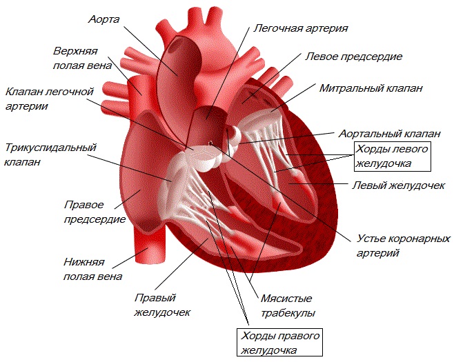 Внутрисердечная трабекула