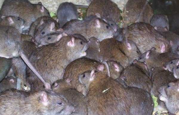Чего боятся крысы — народные средства и запахи от крыс