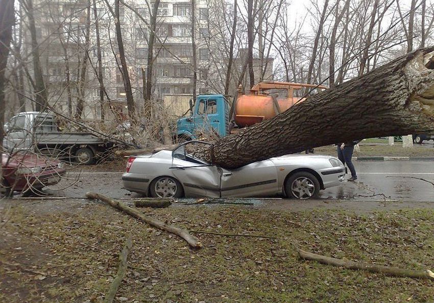 Упало дерево на машину иск образец