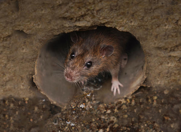 Главная проблема наших дач осенью это крысы и мыши