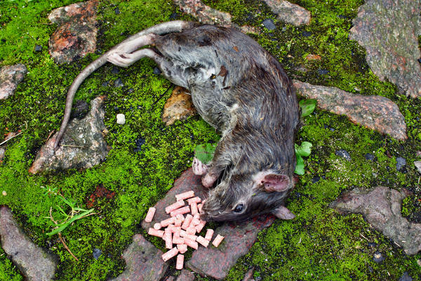 Если крыса умирает рядом с отравой, то её сородичи начинают осторожничать
