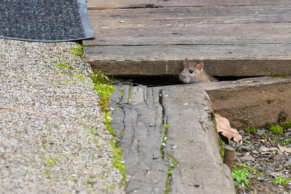 Мышей и крыс не так-то просто заметить