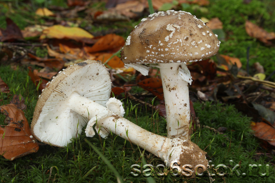 Мухомор пантерный (Amanita pantherina)