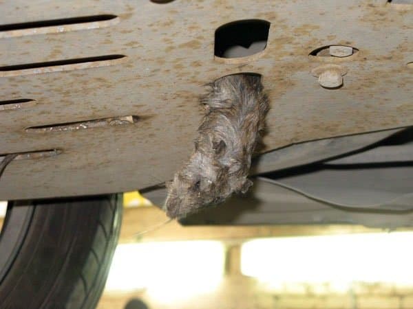 Средство от крыс под капотом авто